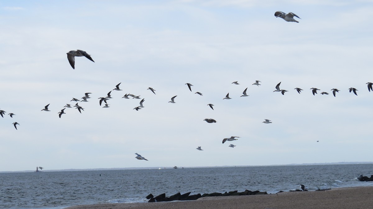 Black Skimmer - ML387857041