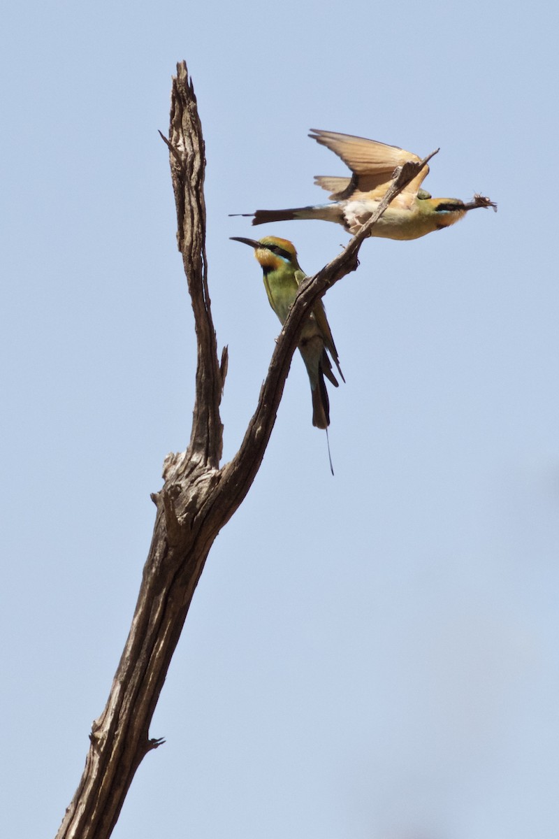 Rainbow Bee-eater - Debra Kriensky