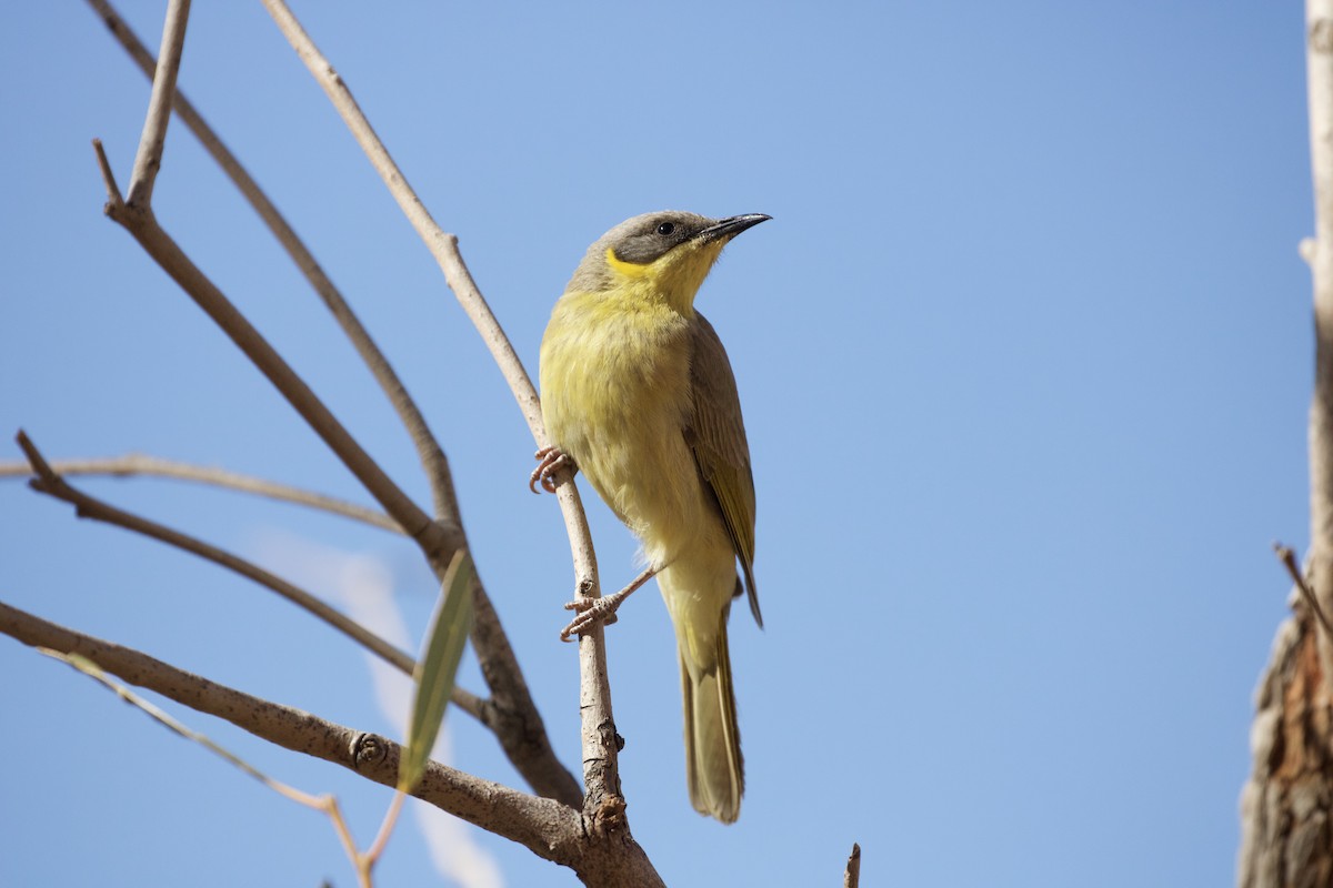 Gray-headed Honeyeater - Debra Kriensky