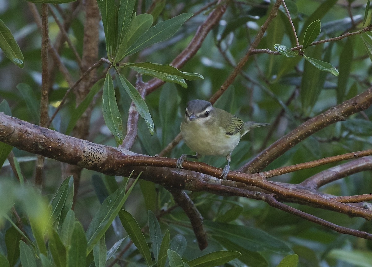 Red-eyed Vireo - ML387859851