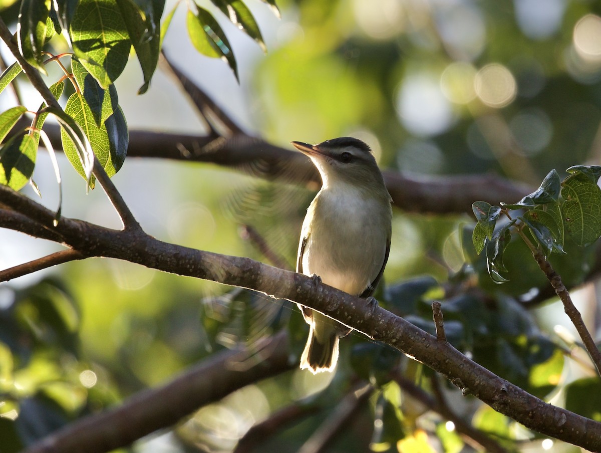 Red-eyed Vireo - ML387859881