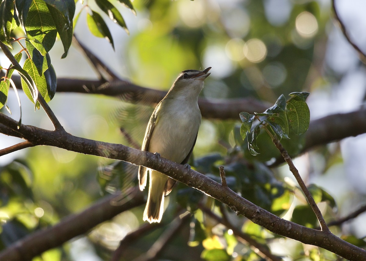 Red-eyed Vireo - Ken Rosenberg