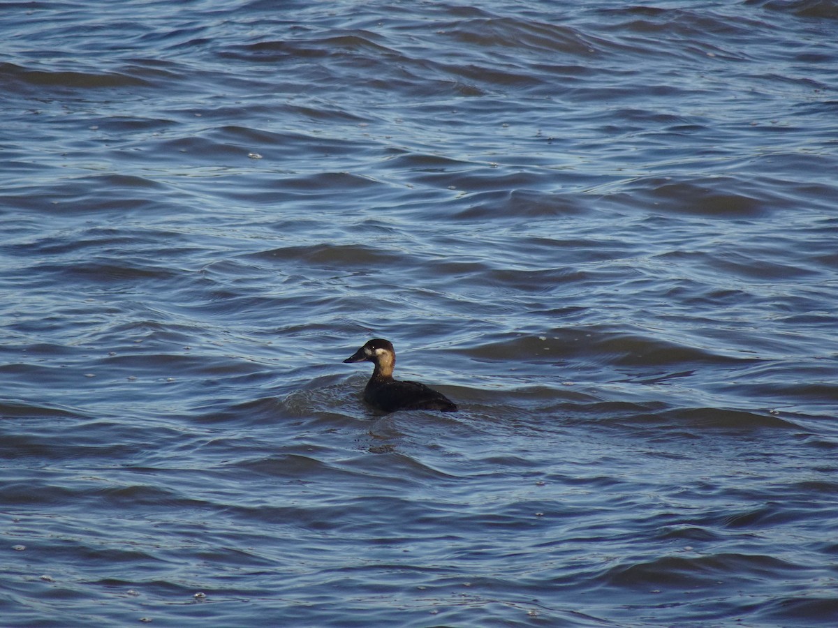Surf Scoter - ML387860011