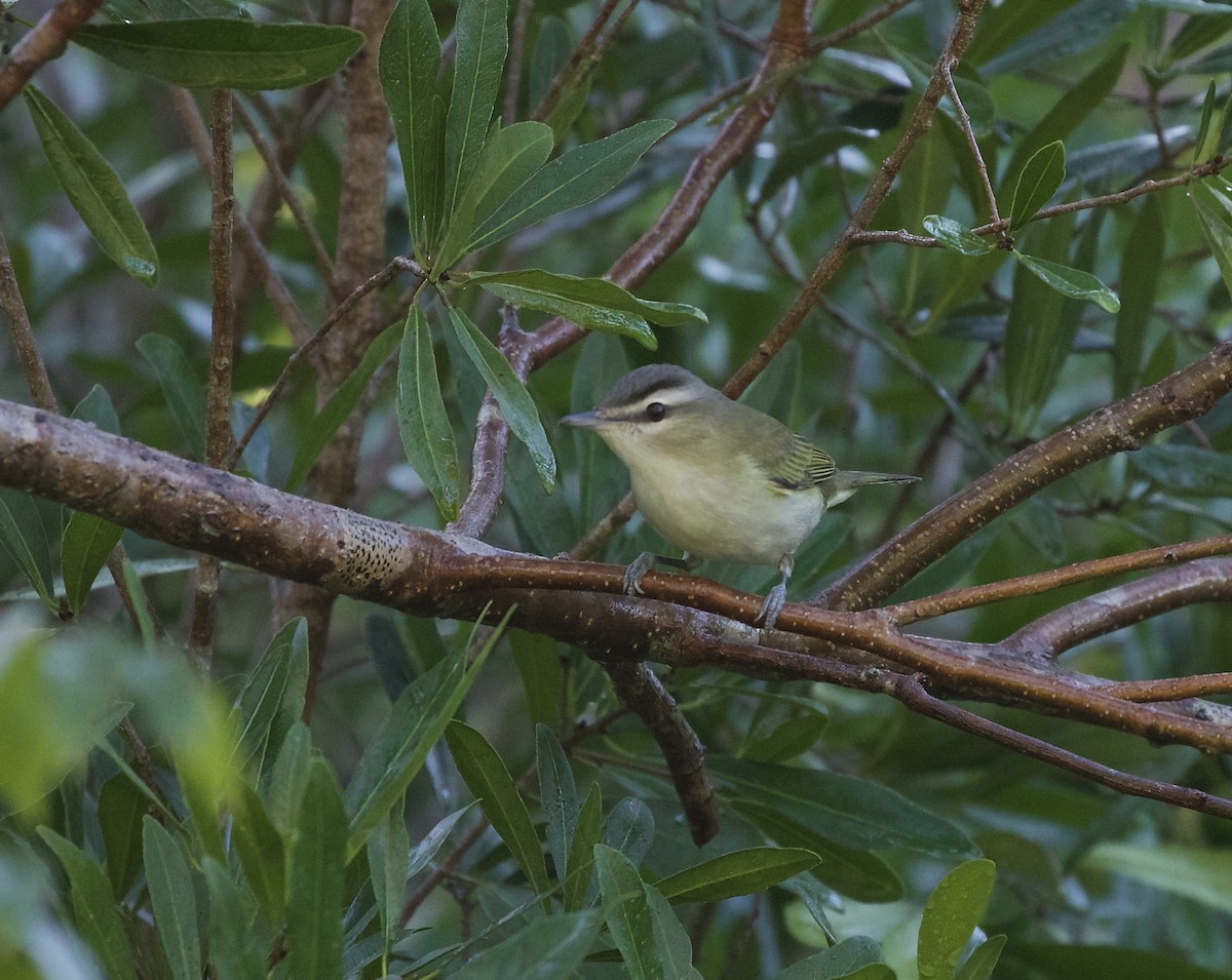 Red-eyed Vireo - ML387860051