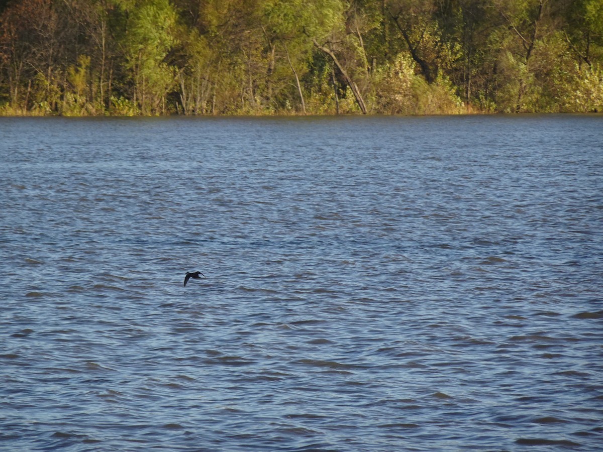Surf Scoter - ML387860211