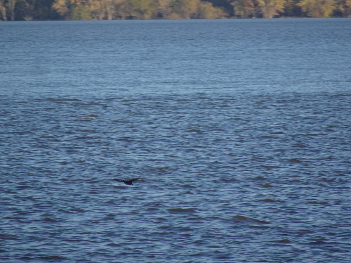 Surf Scoter - ML387860571