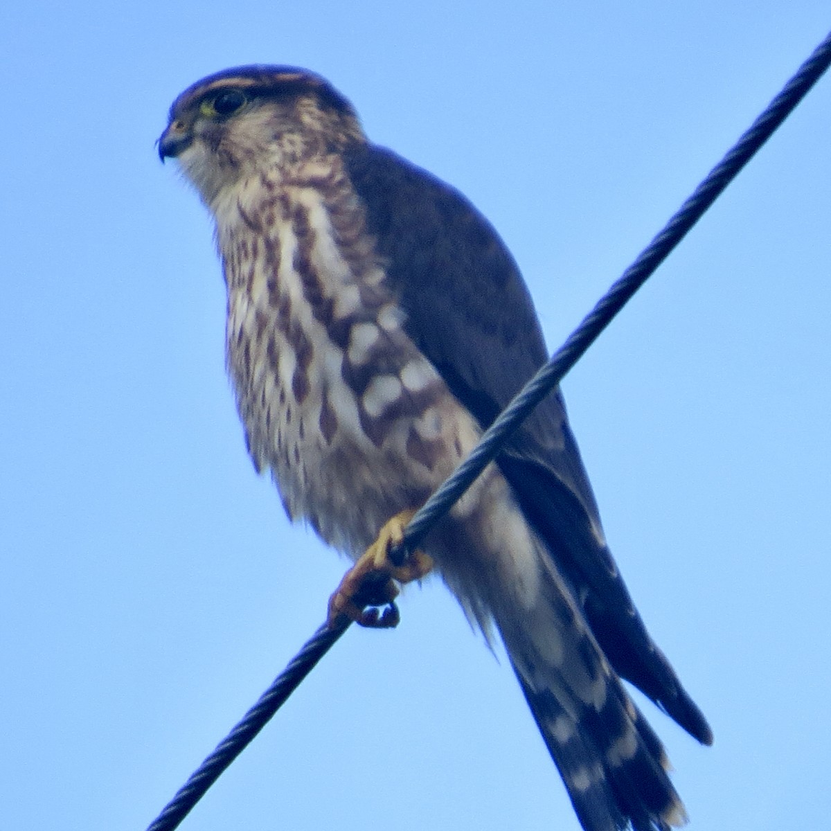 Merlin - ML387861081