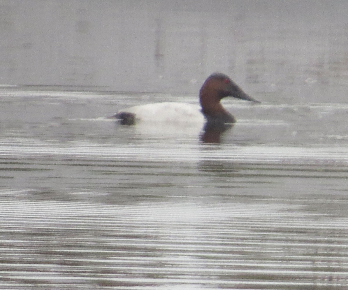 Canvasback - ML387862701