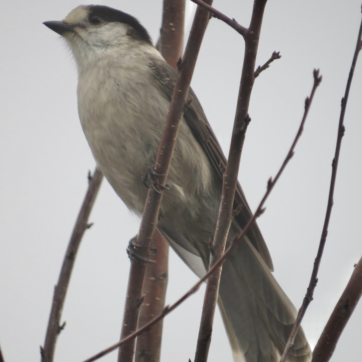 Canada Jay (Pacific) - ML387863861