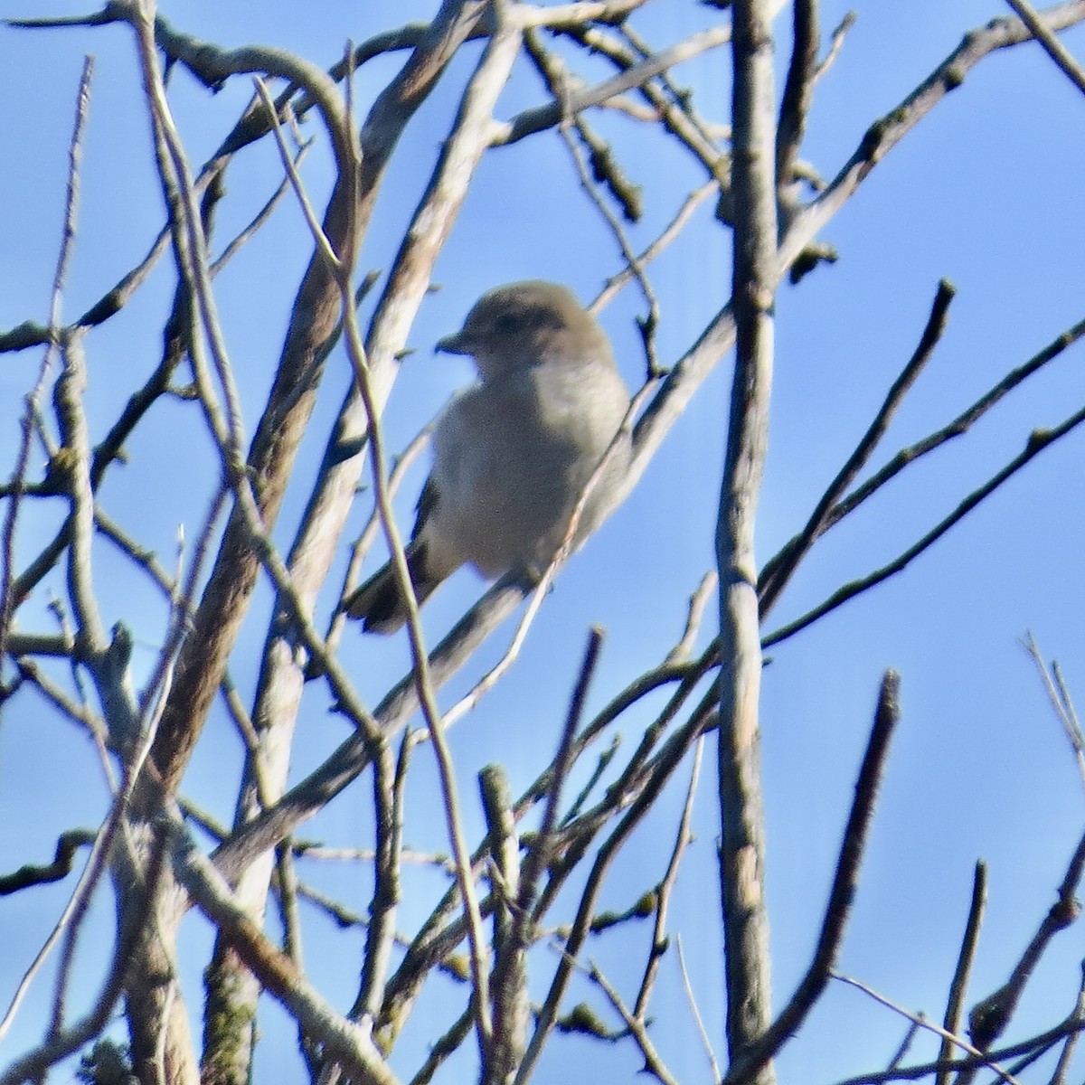 Northern Shrike - ML387864601