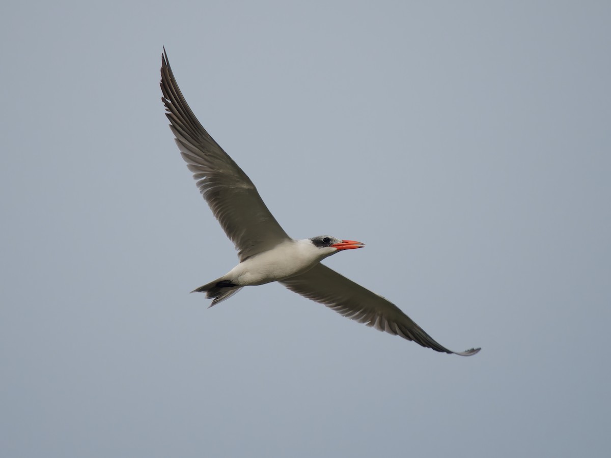 Caspian Tern - ML387864751