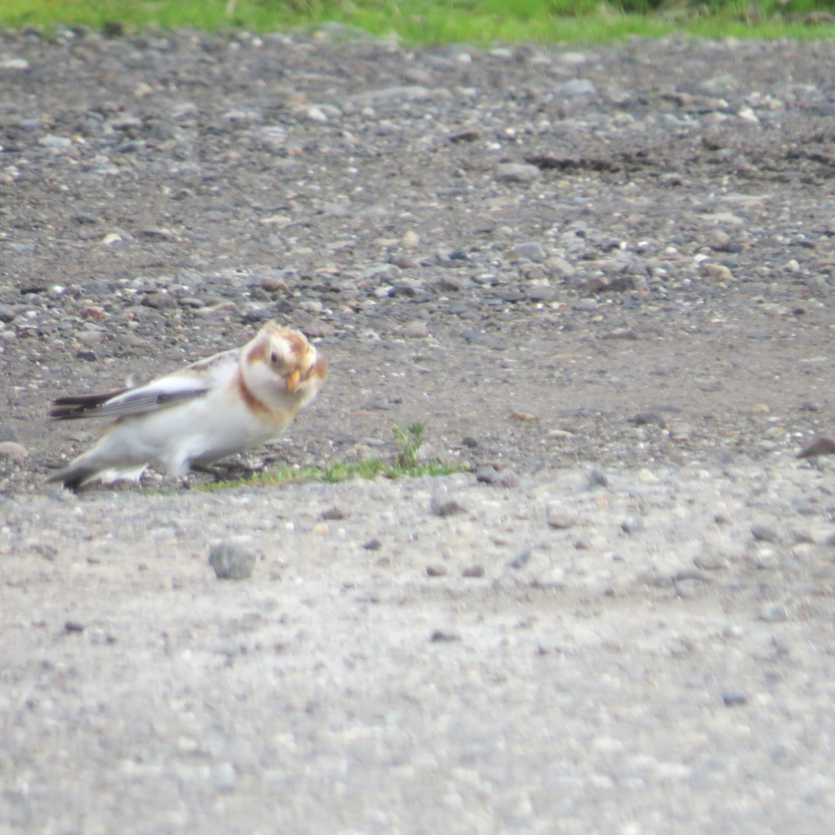 Snow Bunting - ML387865071