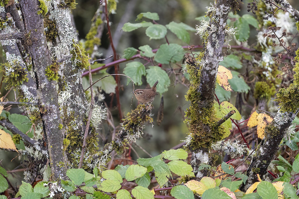 Pacific Wren - Charles Enlow