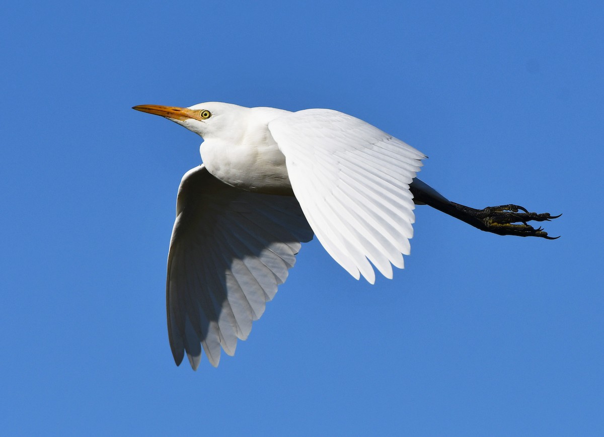 Western Cattle Egret - Jeremy Cohen