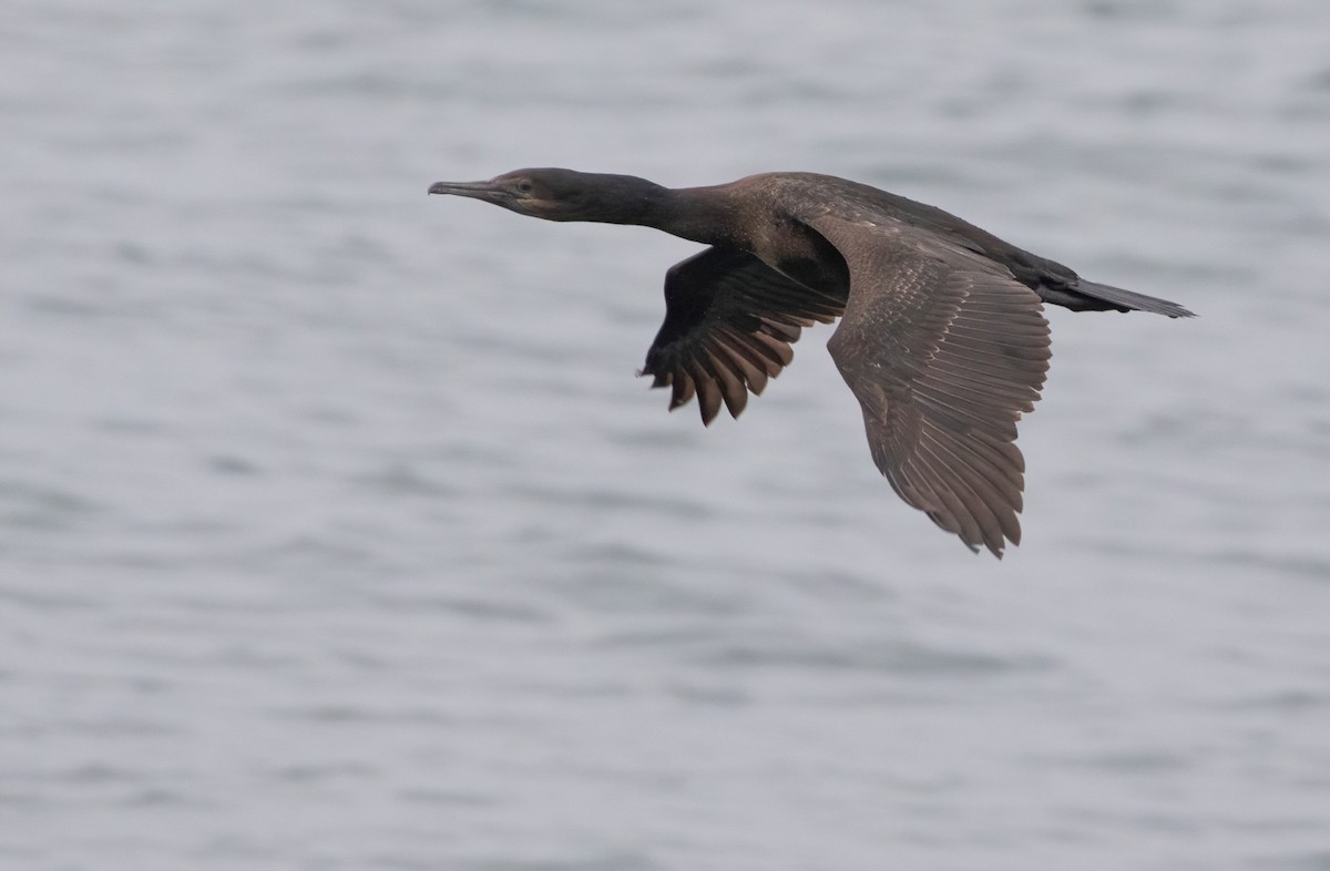 Brandt's Cormorant - Joachim Bertrands | Ornis Birding Expeditions