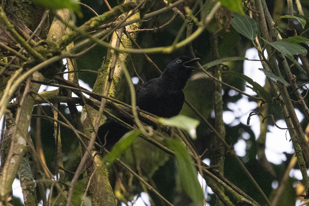 Willard's Sooty Boubou - ML387867901