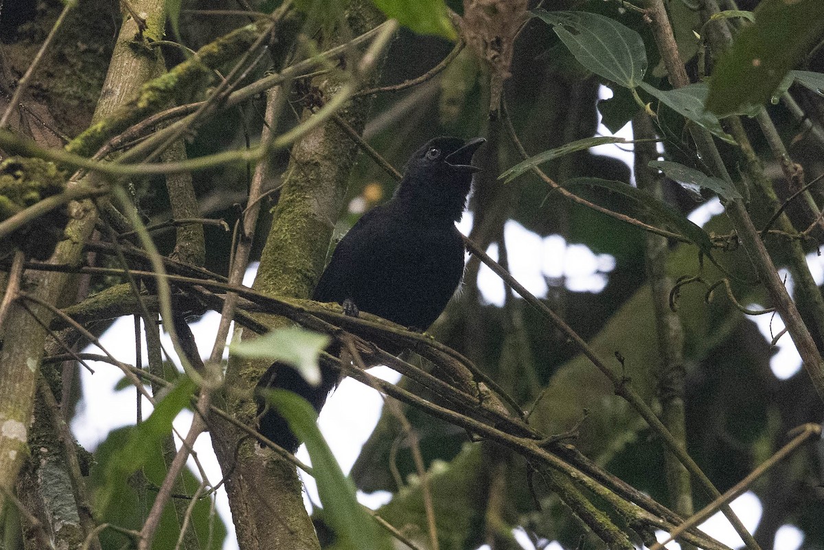 Willard's Sooty Boubou - ML387867951