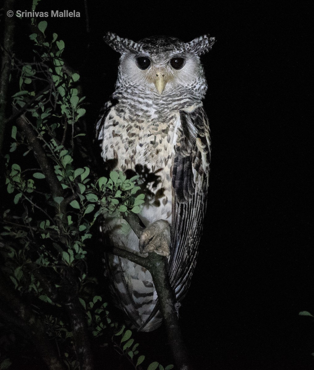 Spot-bellied Eagle-Owl - ML387868391