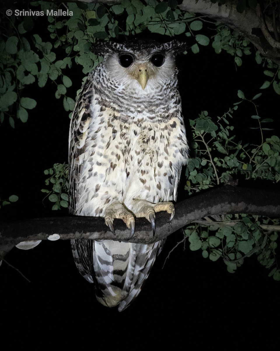 Spot-bellied Eagle-Owl - ML387868411