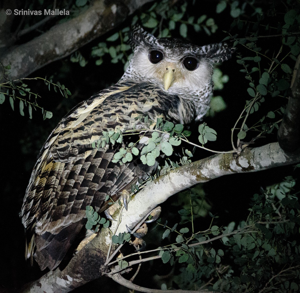 Spot-bellied Eagle-Owl - ML387868441