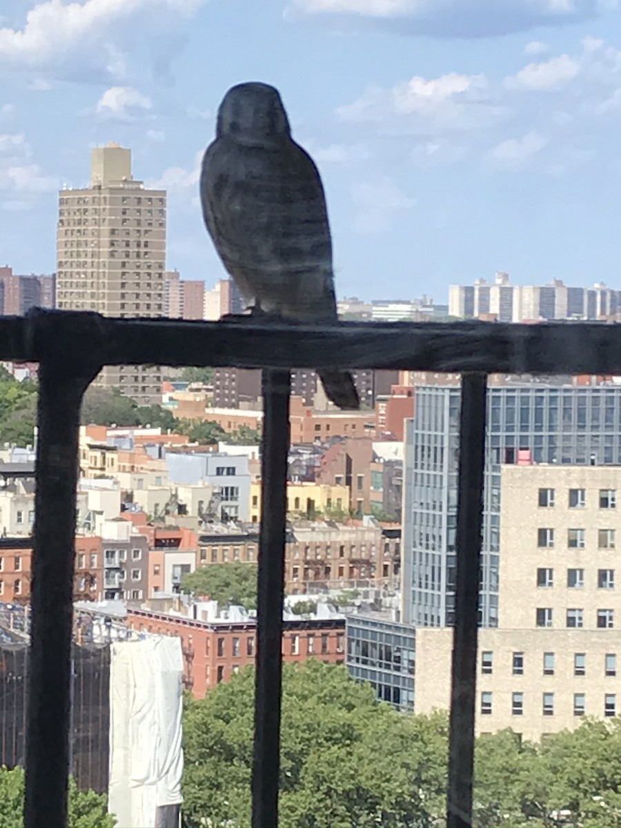 American Kestrel - ML387870081