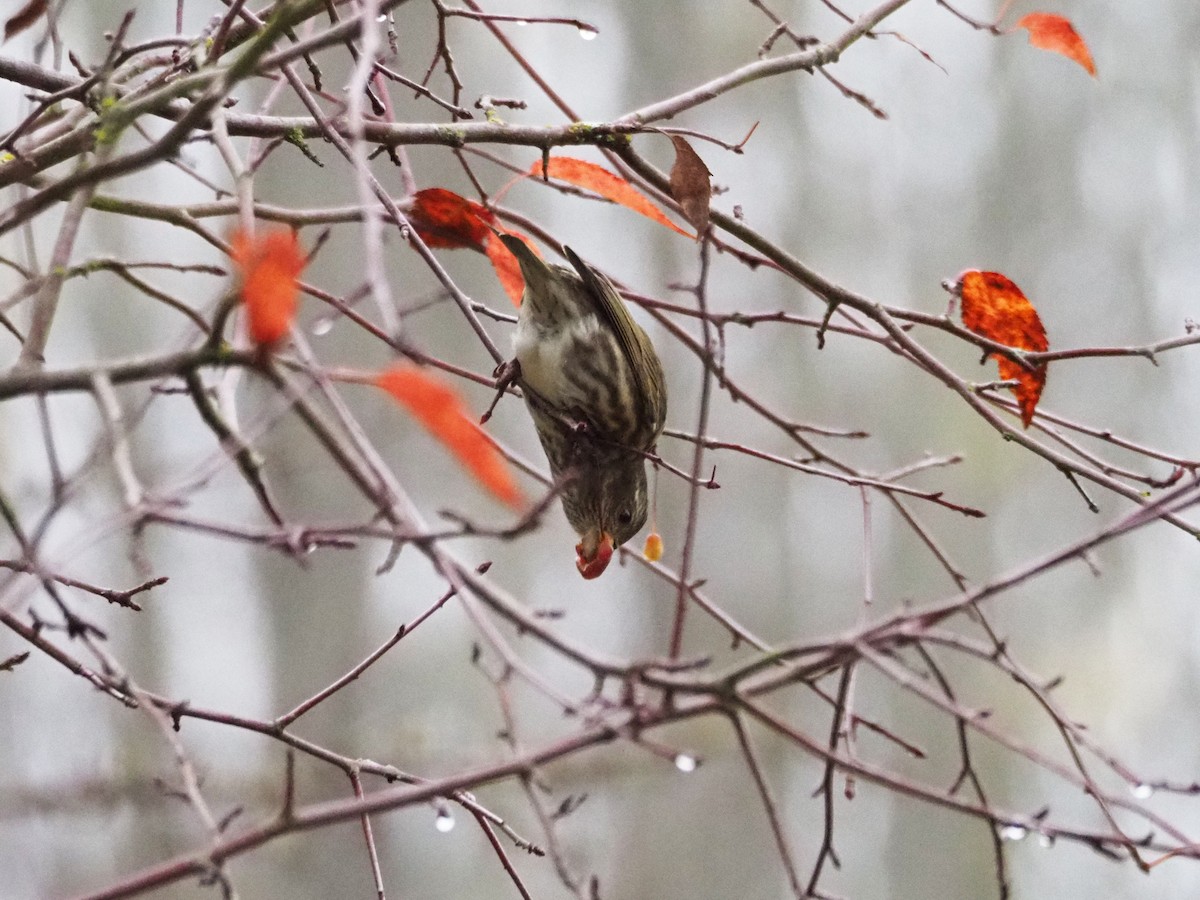 Purple Finch (Western) - ML387870271