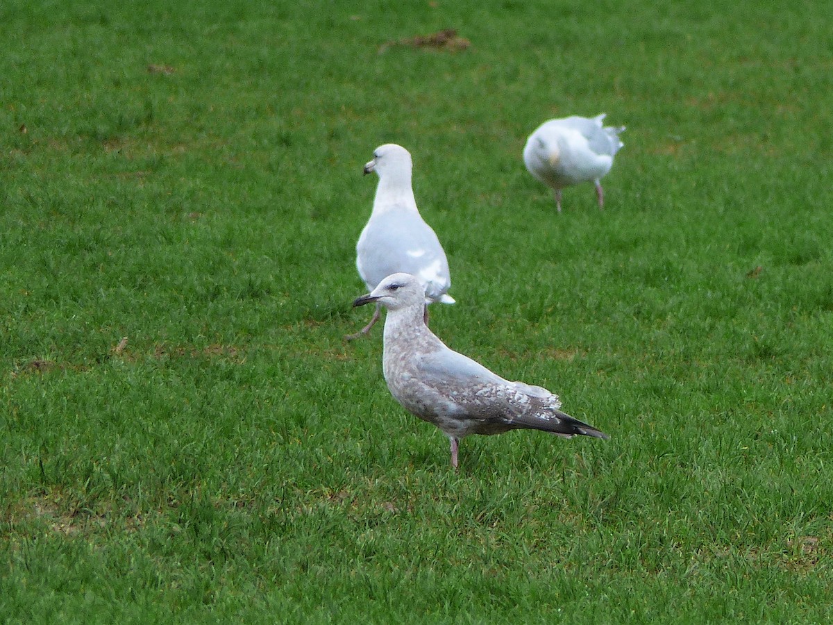 Larus sp. - ML387870501
