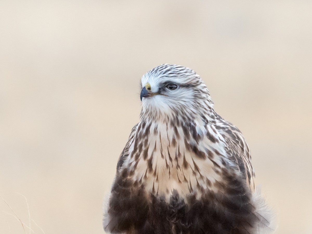 Rough-legged Hawk - ML387870591