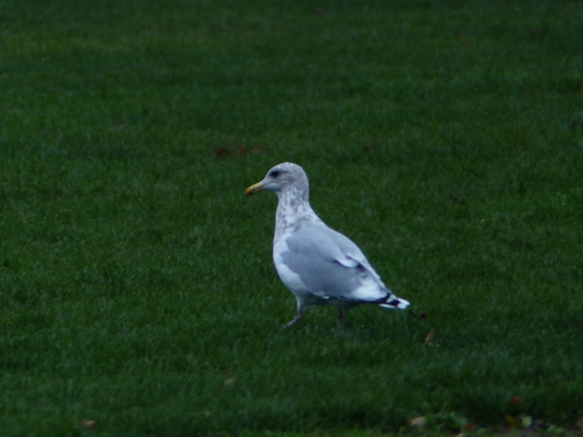 Iceland Gull (Thayer's) - ML387871131