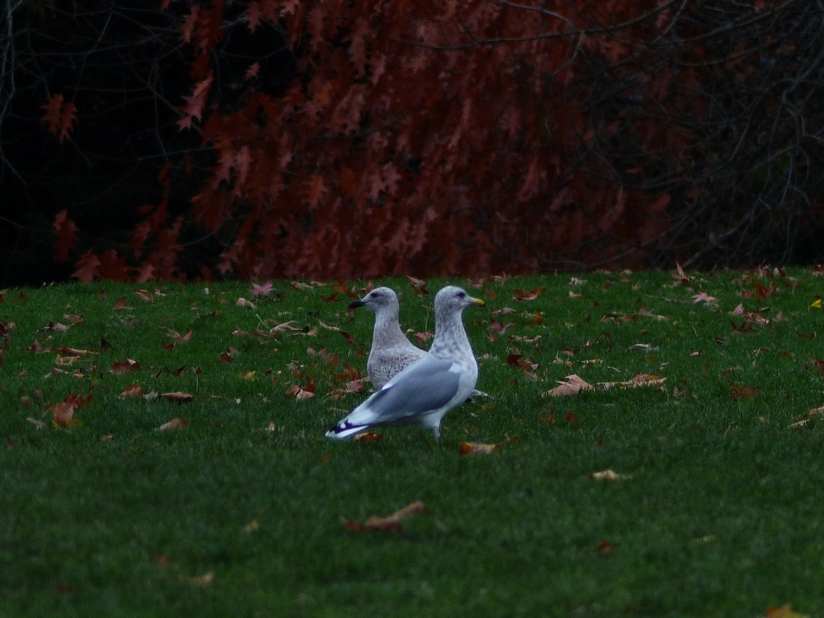 Iceland Gull (Thayer's) - ML387871201