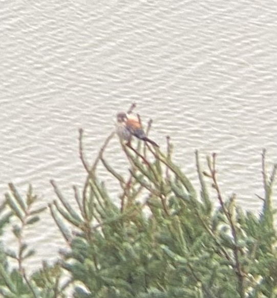 American Kestrel - ML387871251