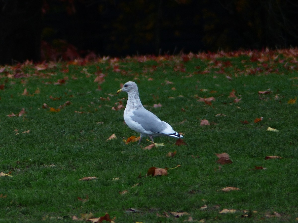 Iceland Gull (Thayer's) - ML387871381
