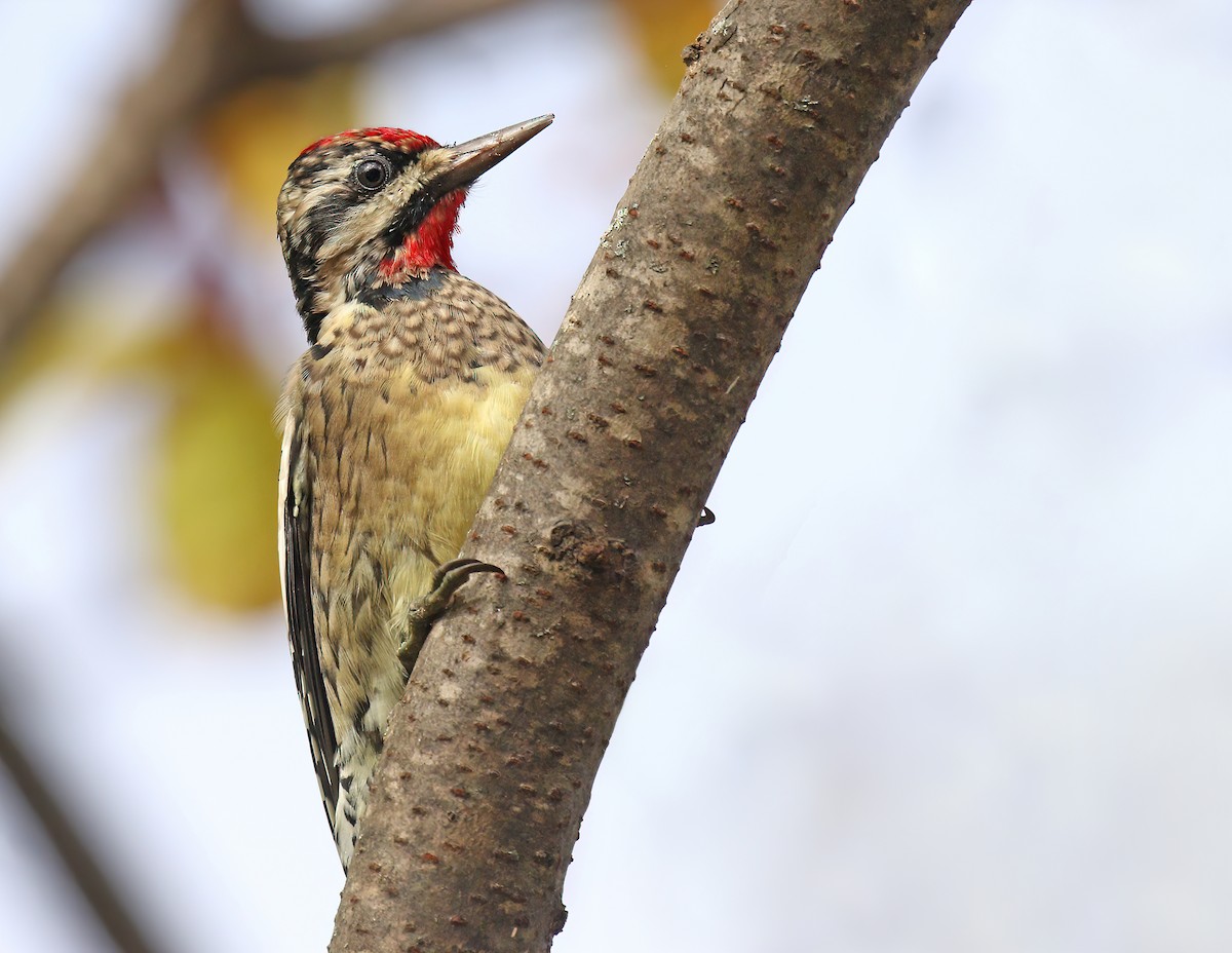 Yellow-bellied Sapsucker - ML387871471