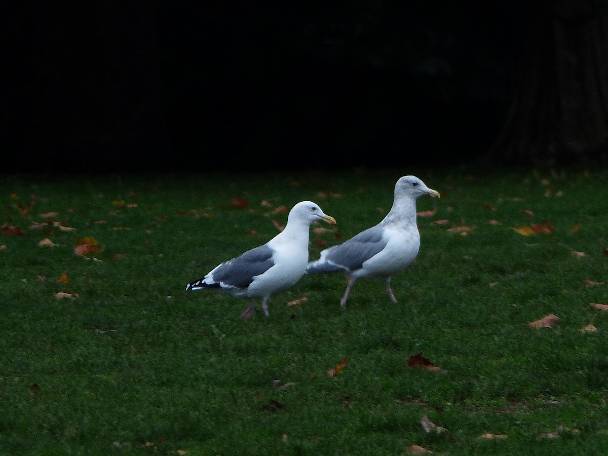 Western Gull - ML387871721