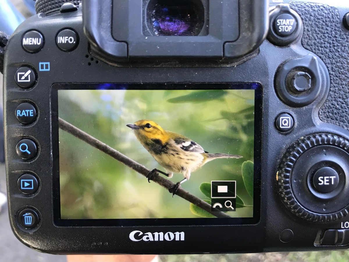 Black-throated Green Warbler - ML387874331