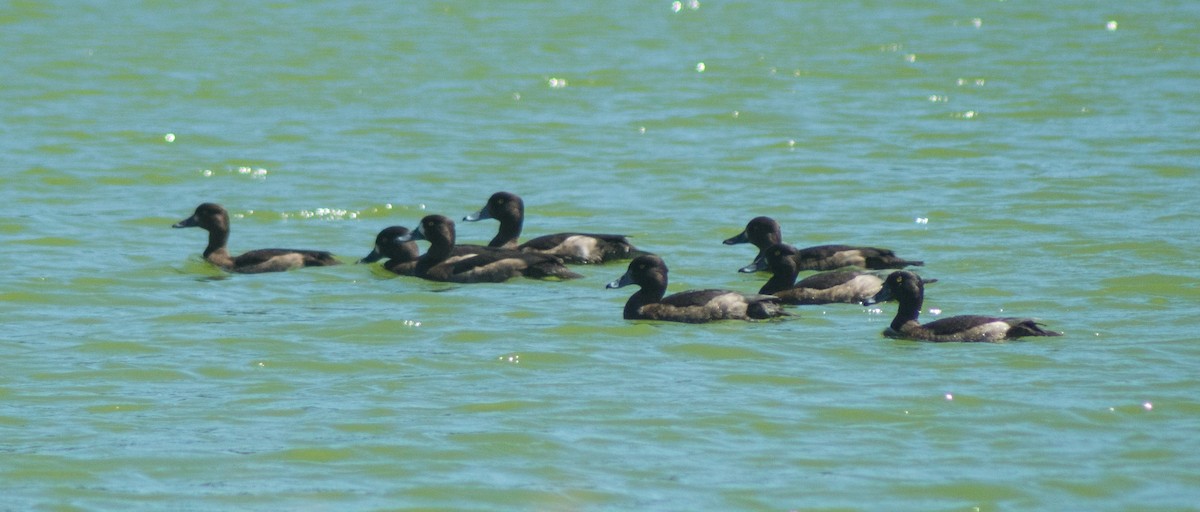 Tufted Duck - ML387874441