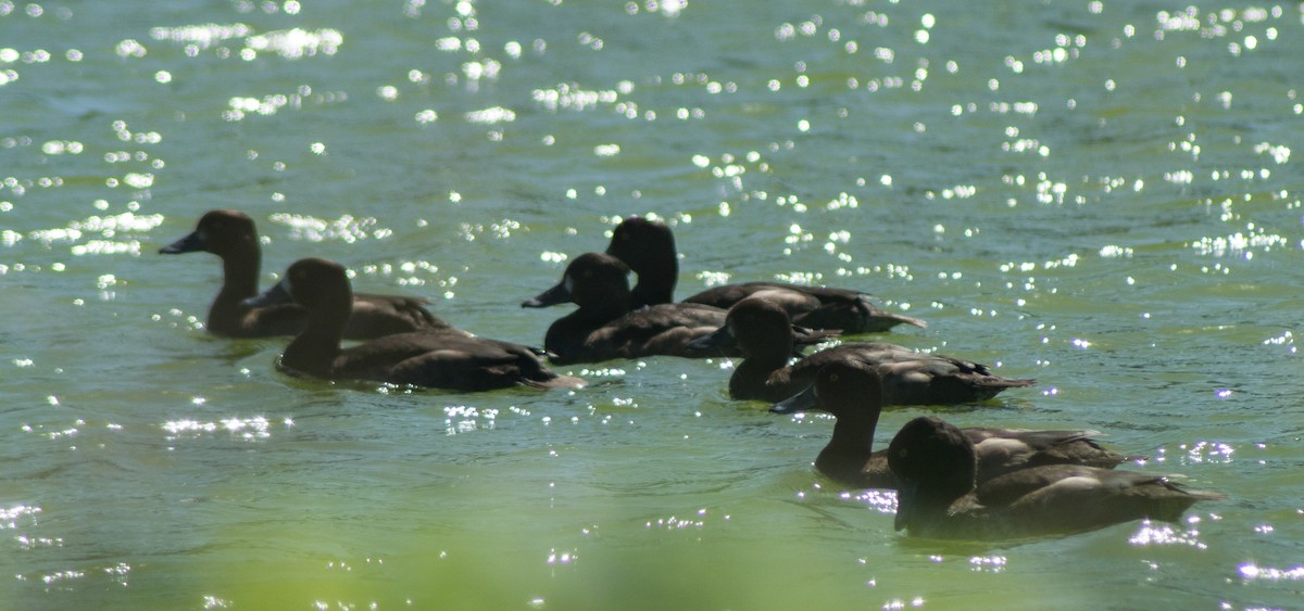 Tufted Duck - ML387874481