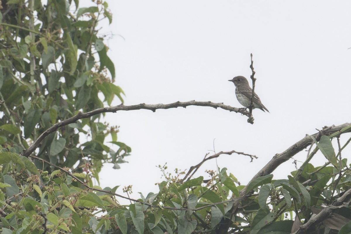 Gray-streaked Flycatcher - ML387874681