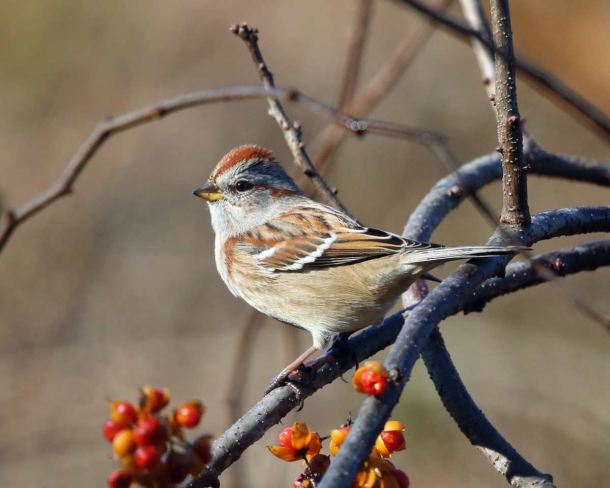 American Tree Sparrow - ML387874811