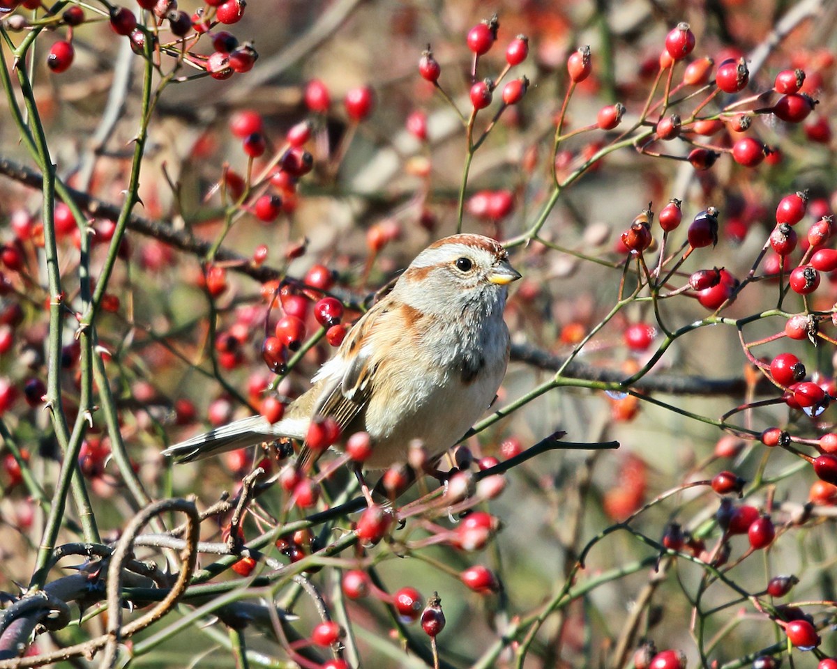 American Tree Sparrow - ML387874821