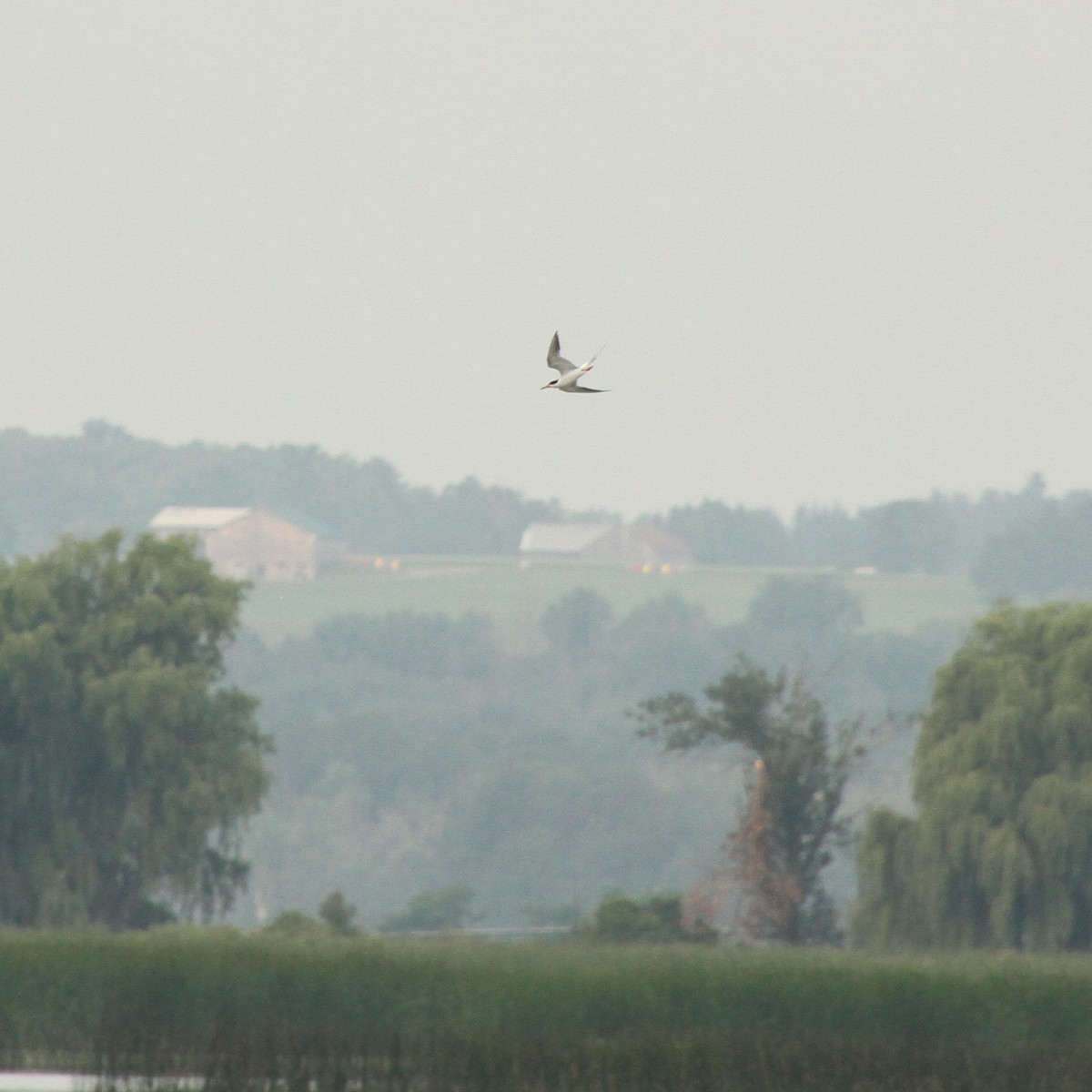 Common Tern - ML387876391