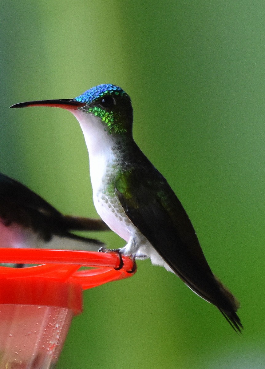 kolibřík andský - ML387876791