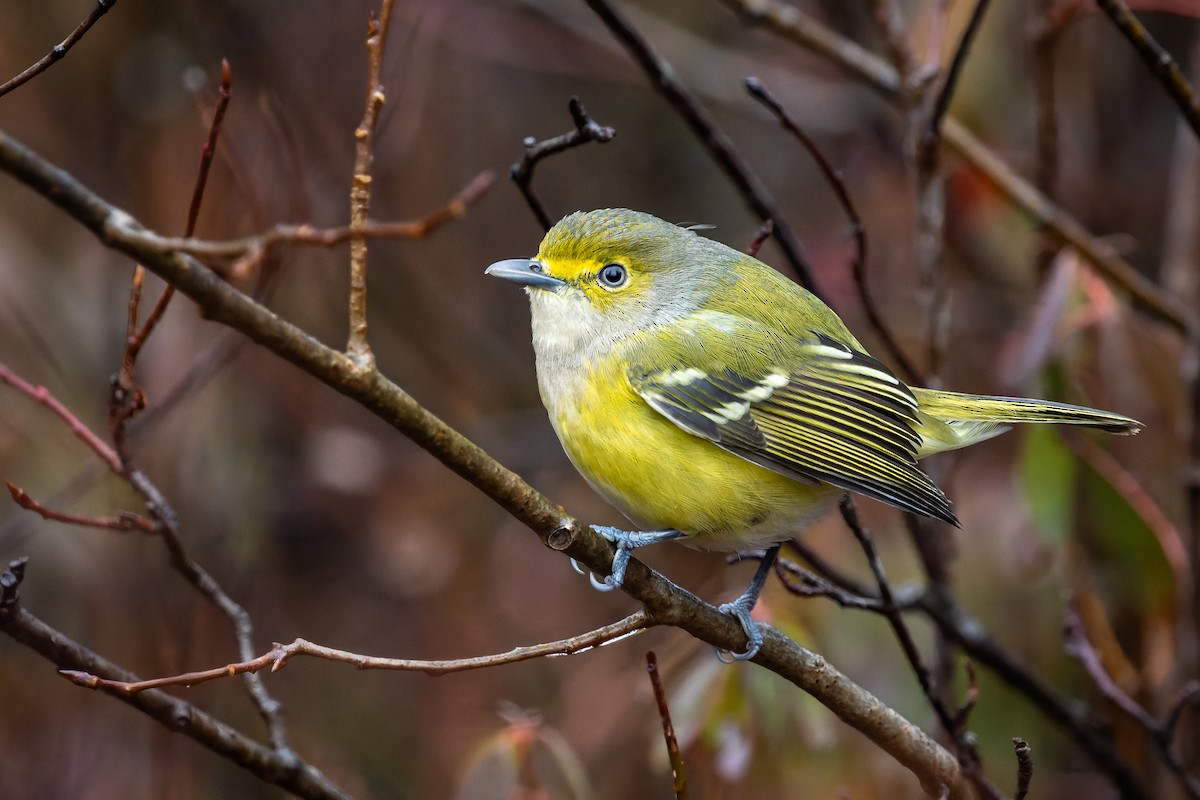 White-eyed Vireo - ML387876811