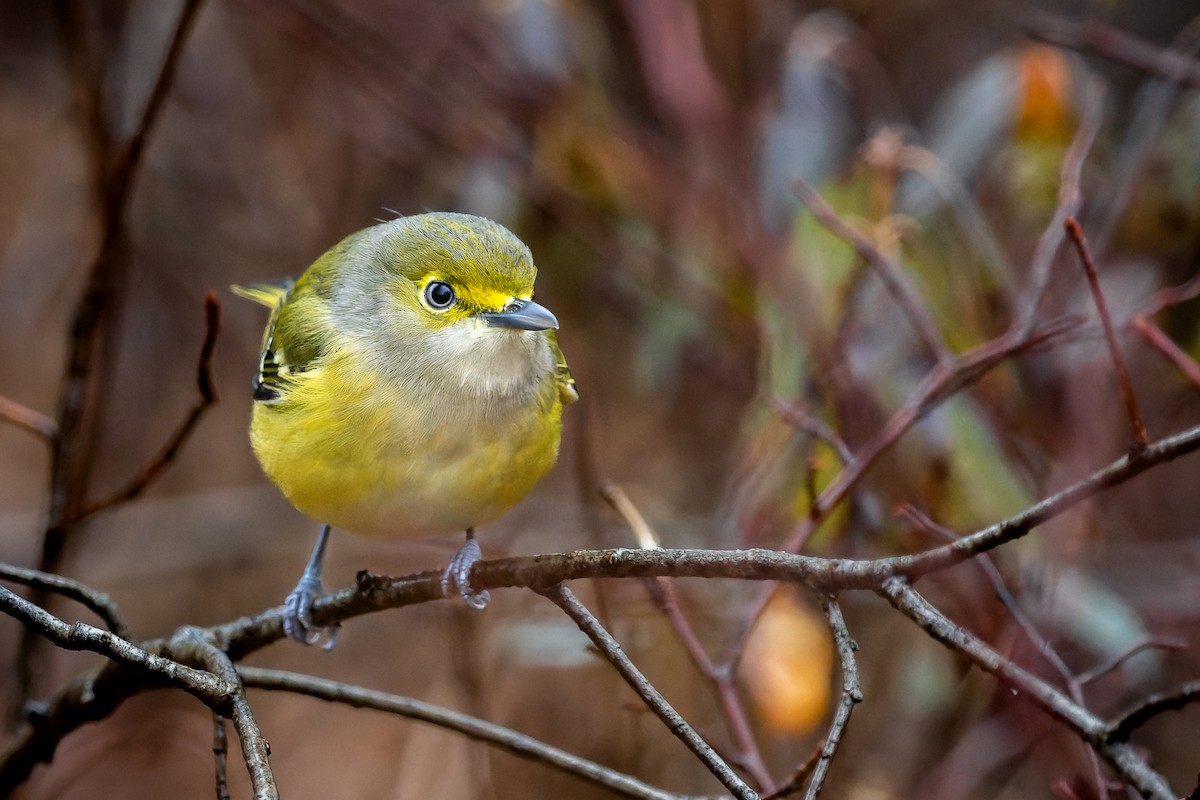 White-eyed Vireo - ML387876851