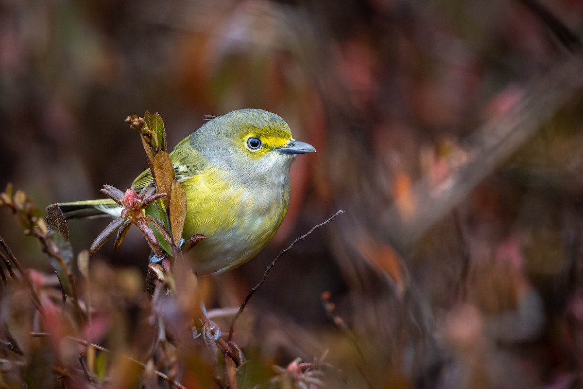 White-eyed Vireo - ML387876921