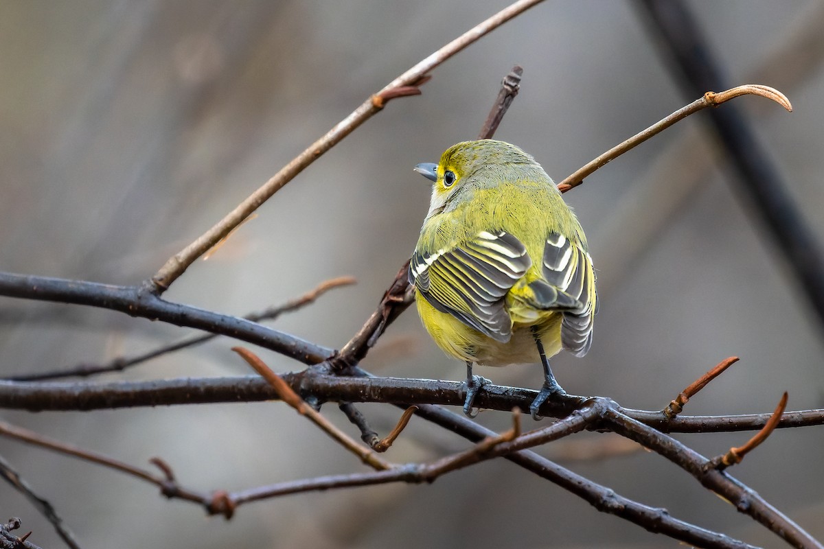 White-eyed Vireo - Frédérick Lelièvre