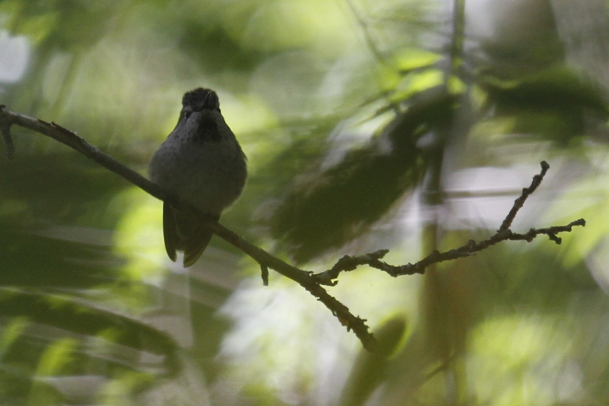 Anna's Hummingbird - Paul Hurtado