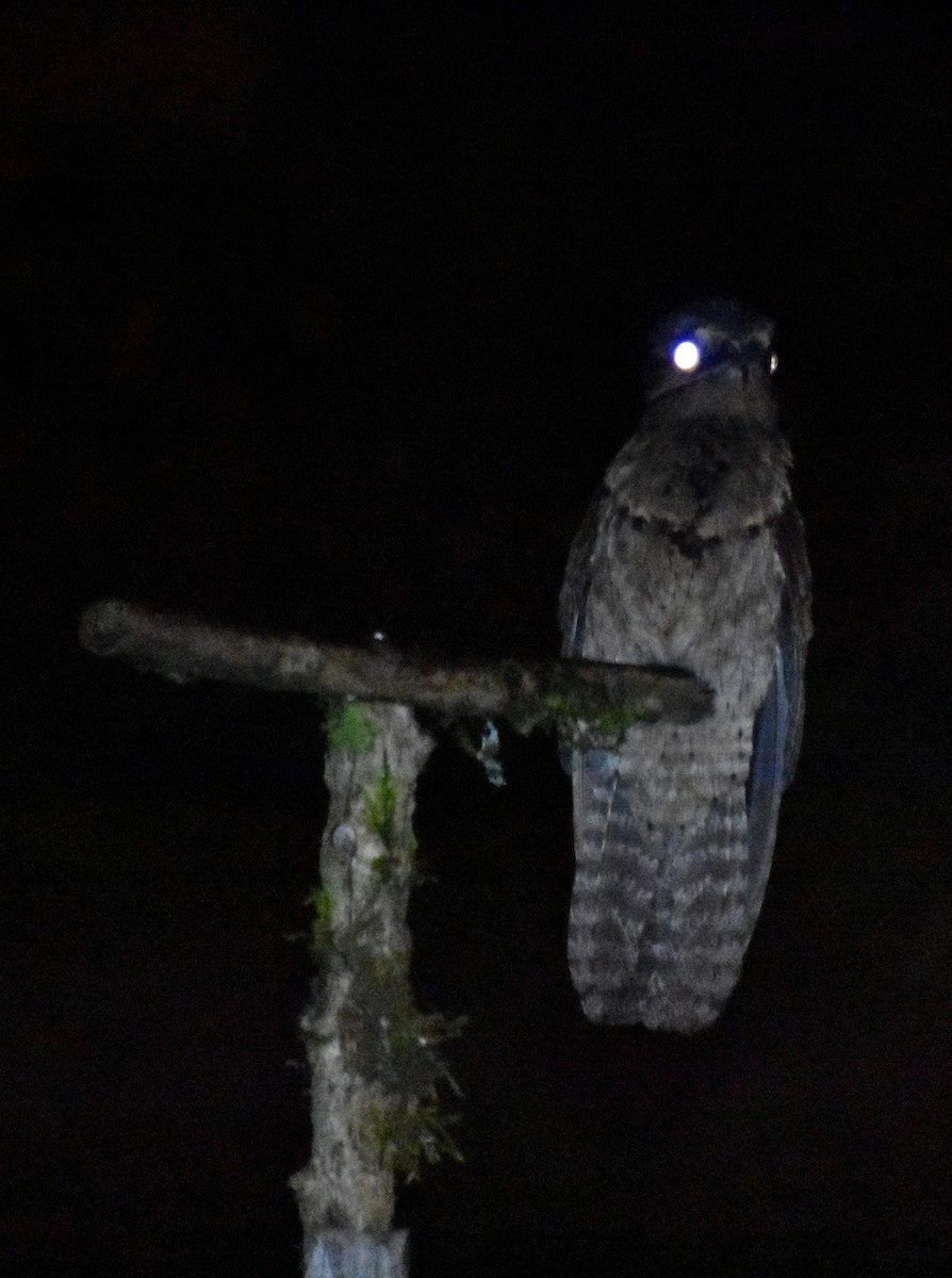 Common Potoo - ML387878411