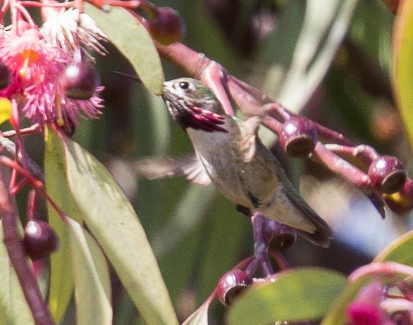 Calliope Hummingbird - ML387878791