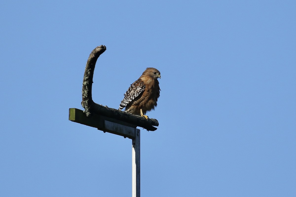 Red-shouldered Hawk - ML387879451